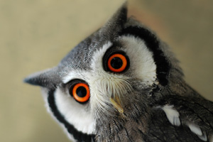 Owl Image